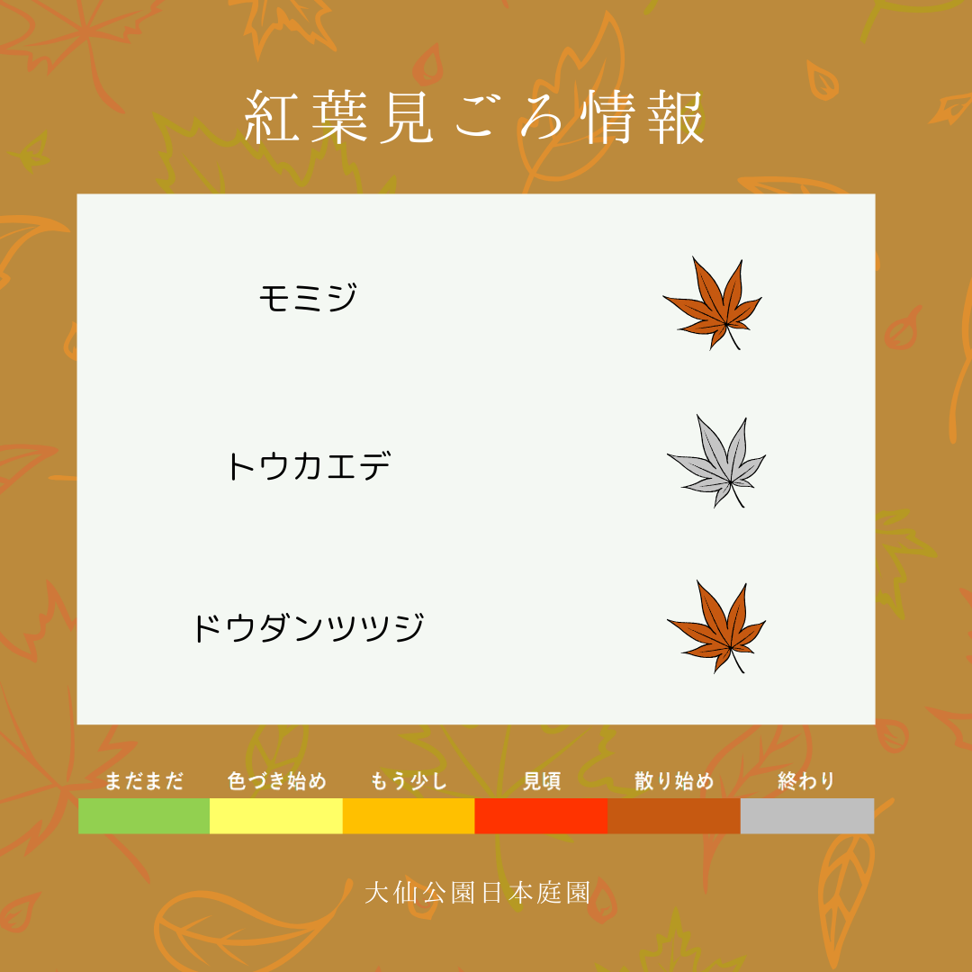 紅葉見ごろ情報のお知らせ | 大仙公園日本庭園